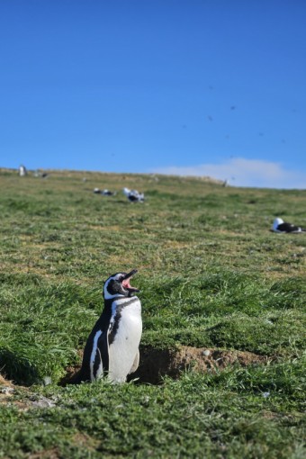 Pinguïn Argentinië.