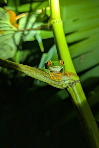 Kikker in Costa Rica.