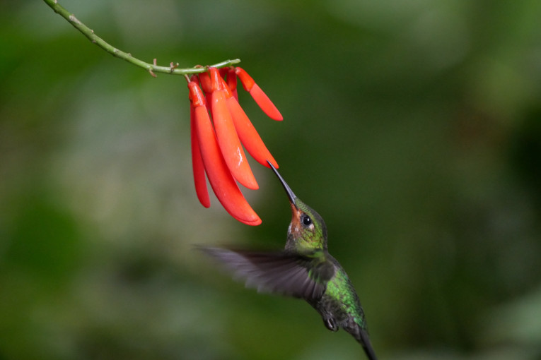 Costa Rica Vogel.