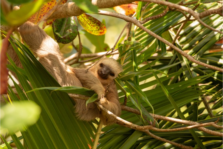 Luiaard in Costa Rica.
