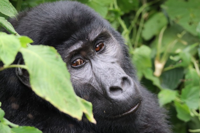 Gorilla in Oeganda.