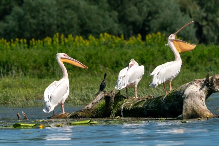 Donau Delta Roemenië.