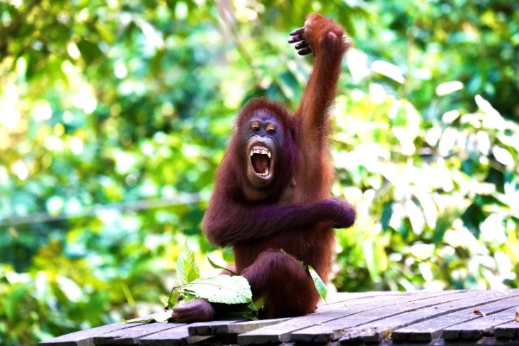 Orang-oetan in Maleisië.