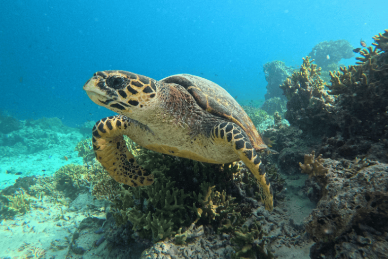 Schildpad in Indonesië.