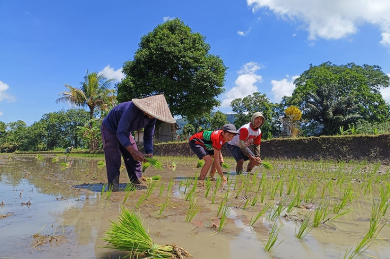 Reizigers in Indonesië planten rijst.