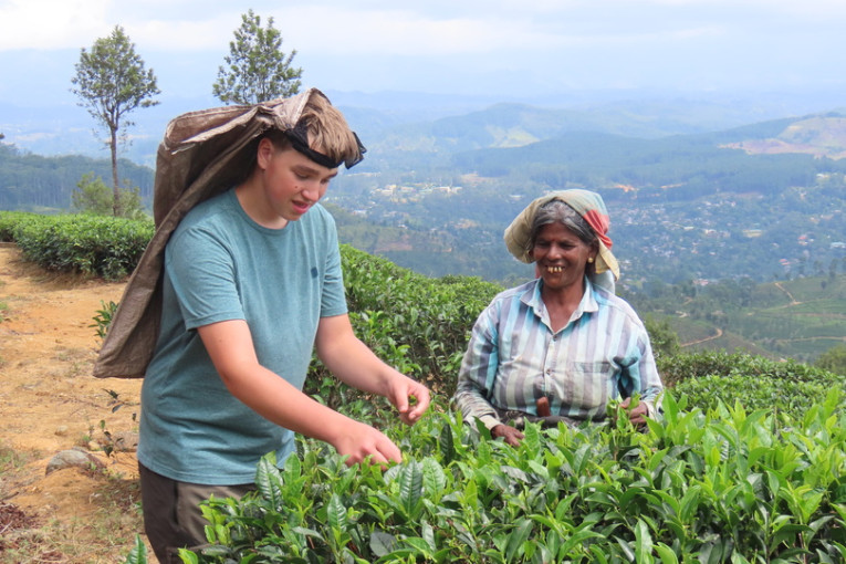 Twee mensen oogsten thee in Sri Lanka.