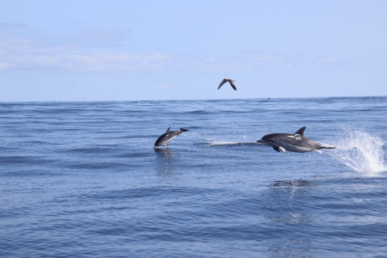 Dolfijnen in het water op de Azoren.