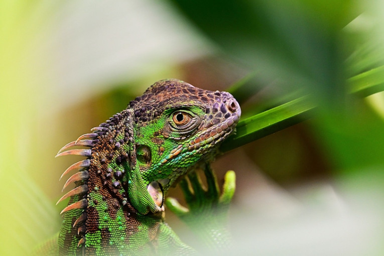 Leguaan in Costa Rica.