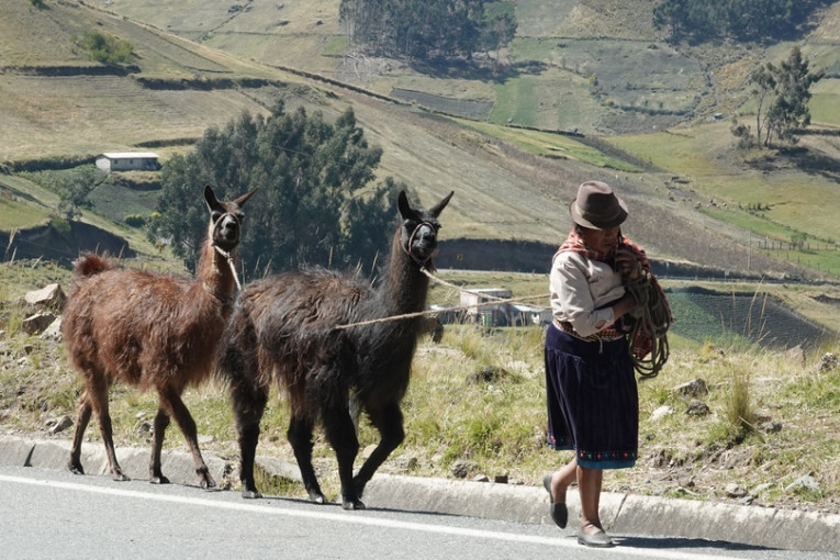 Vrouw en lama's in Ecuador.