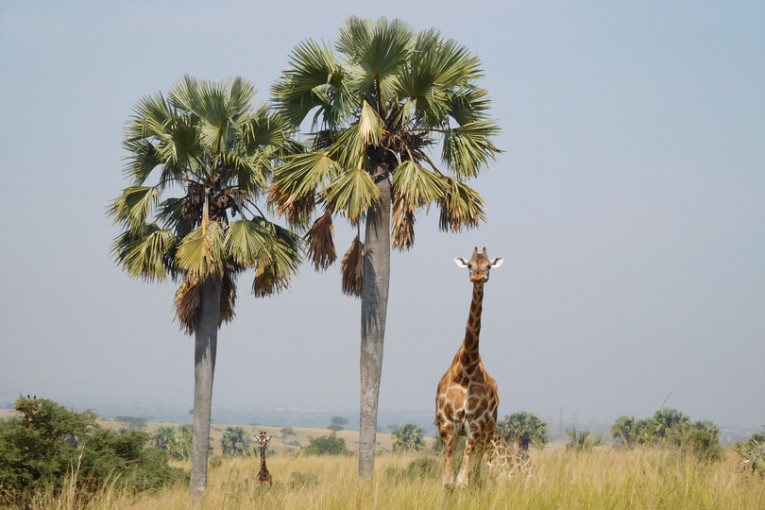 Giraffen in Oeganda.