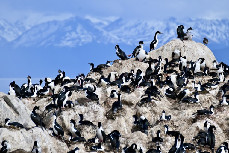 Pinguïns op een berg in Chili.