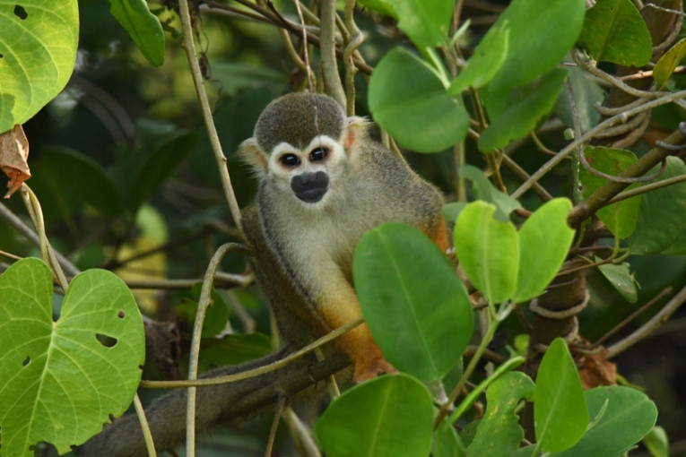 Aapje in de boom in Suriname.