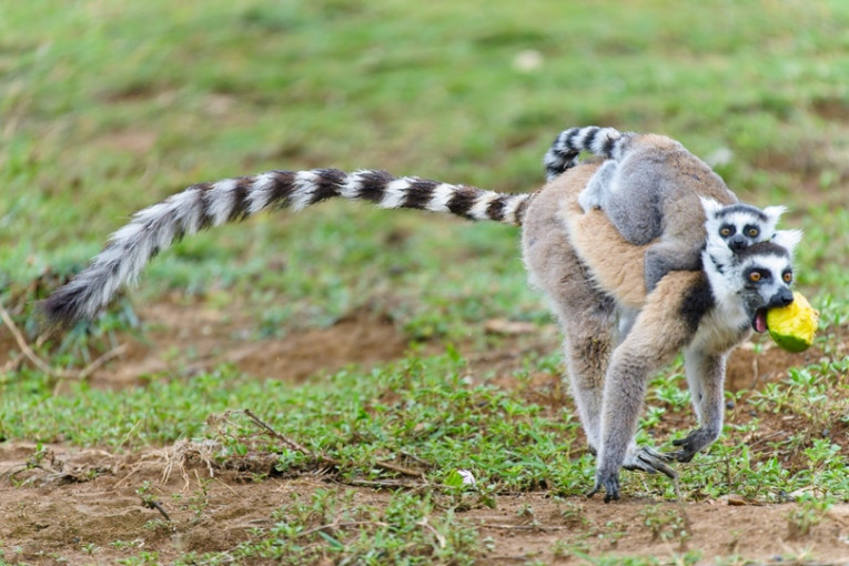 Ringstaartmaki met jong op de rug in Madagaskar, met een stuk fruit in de bek.