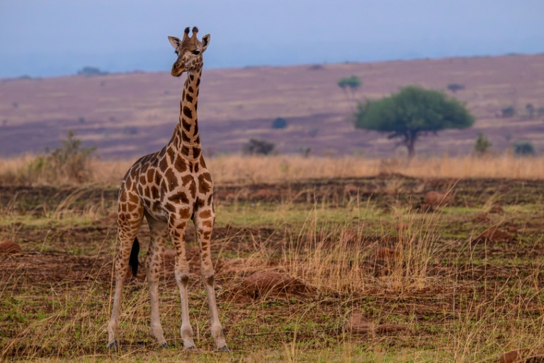 Giraf staat in het landschap van Oeganda.