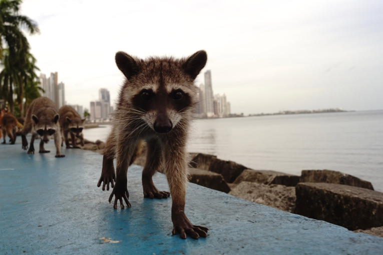 Wasbeer op boulevard in Panama.