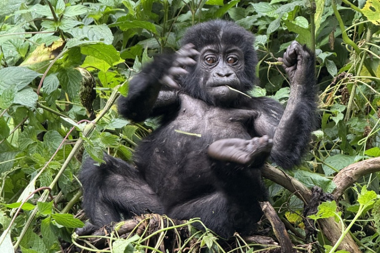 Jonge gorilla zit tussen groene planten en eet een takje in de jungle van Oeganda.