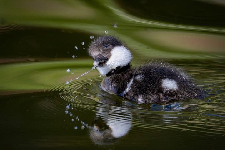 Eendje zwemt in het water in de Baltische Staten.