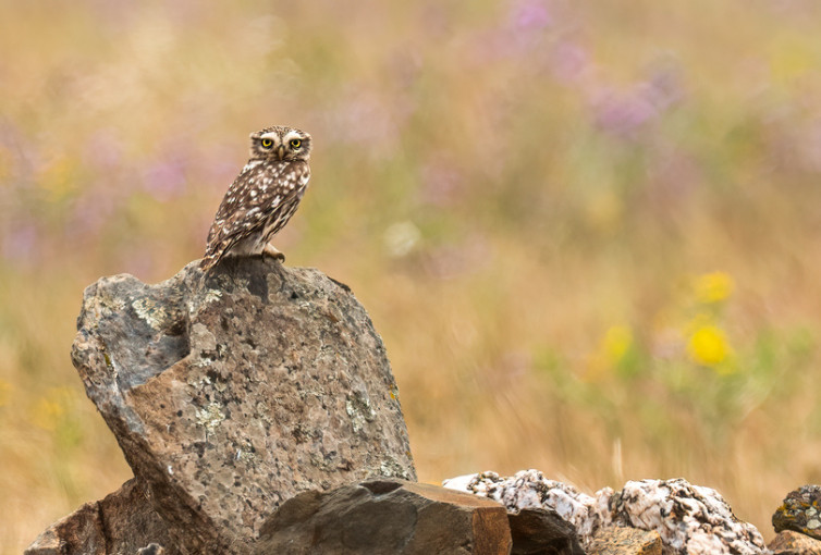 Uil zit op een steen in de natuur van Extremadura.