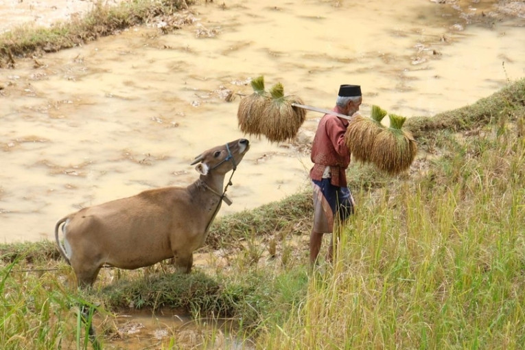 Een boer loopt met een koe langs rijstvelden in Indonesië.