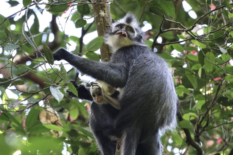 Apen in Indonesië.