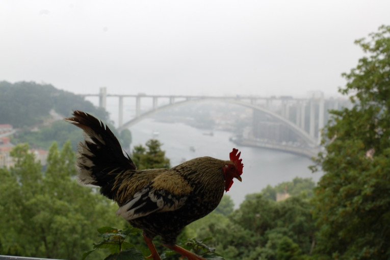 Haan zit op een brug in Portugal.