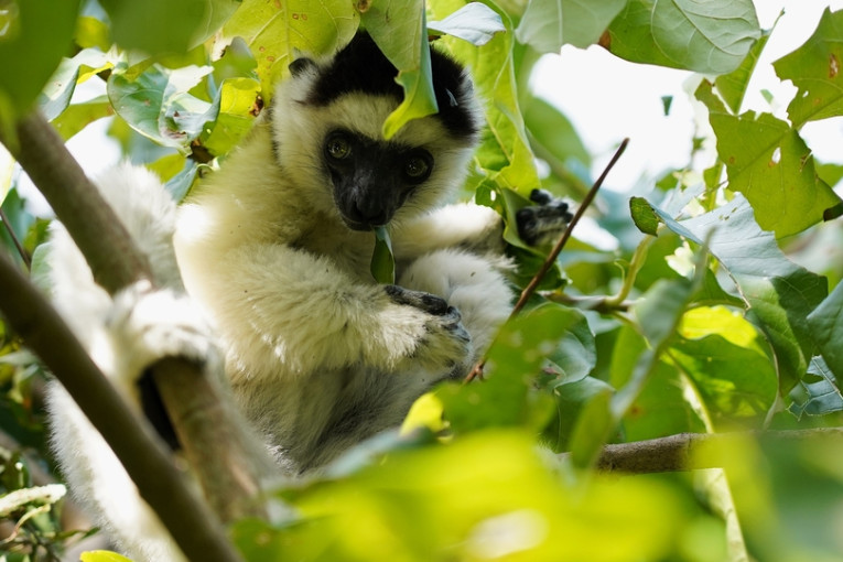 Aap in de bomen in Madagaskar.