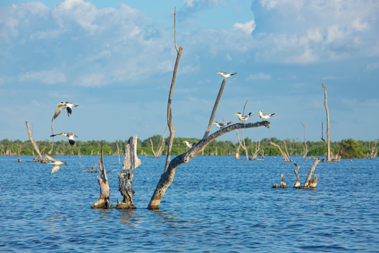 Vogels op het water in Suriname.
