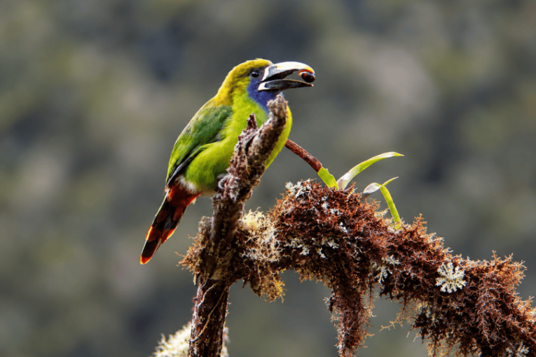 Vogel in Costa Rica.