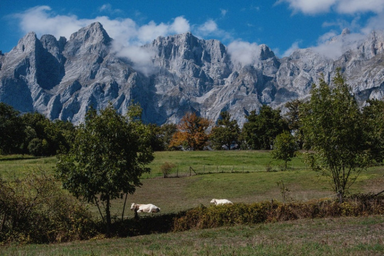 Het landschap en koeien in Noorwest-Spanje.