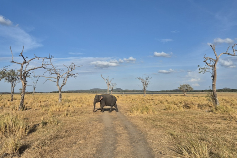 Olifant in Sri Lanka.