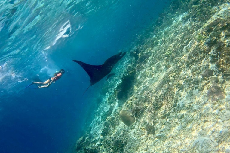 Snorkelaar zwemt naast een mantarog in Indonesië.