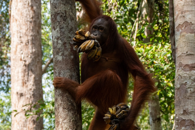 Aap met bananen in Indonesië.