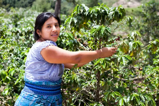 Lokale excursies Costa Rica Koffieplantage
