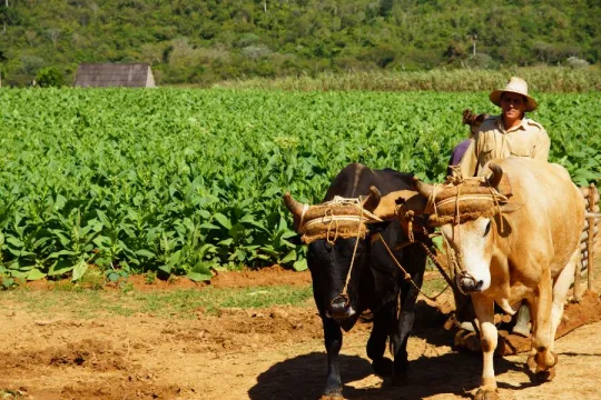 Rondreis Cuba lokale tabaksboer