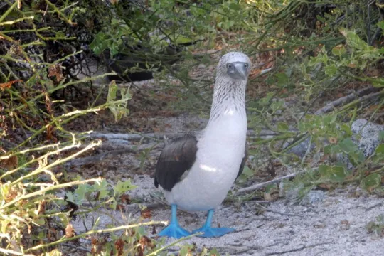 Rondreis Ecuador Galapagos blauwvoetgent