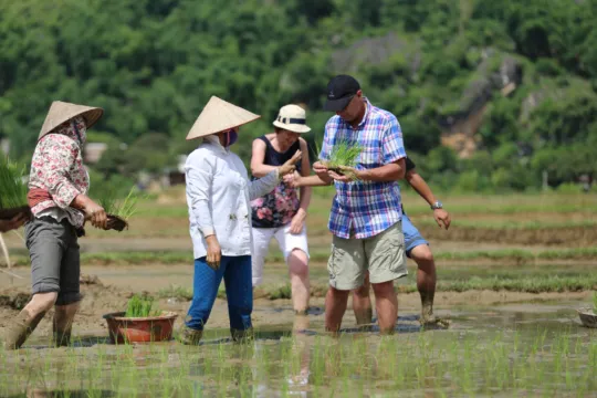 Rondreis Vietnam - rijst planten
