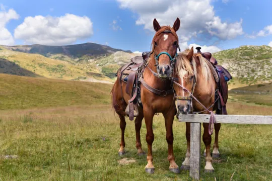 Familie Noord-macedonië paarden
