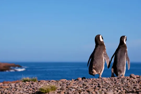 Patagonië Pinguins Chili