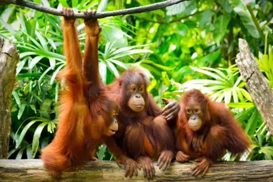 Borneo orang oetan