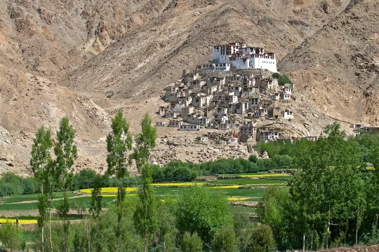 Ladakh reis