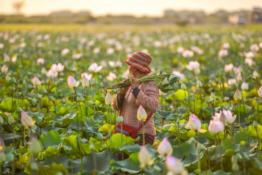 Bloemen plukken Cambodja