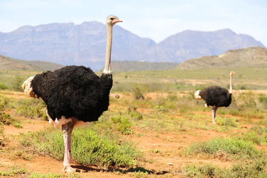 zuid Afrika struisvogels