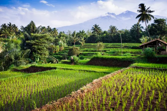 Lombok rijstvelden