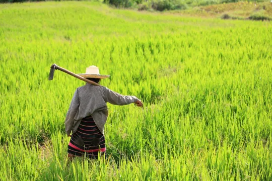 Thailand Chiang Mai rijstveld