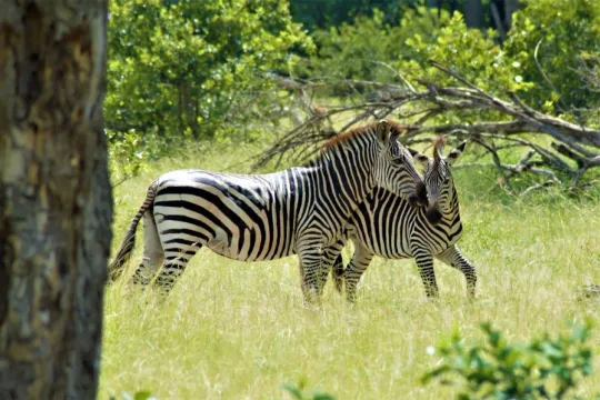 Zebra met jong bij de Shire rivier in Malawi