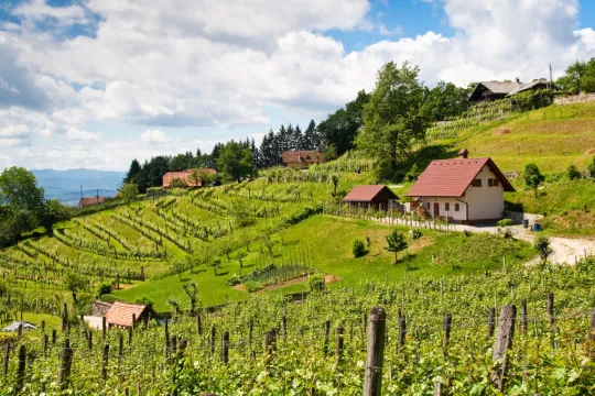 Slovenië wijngaarden