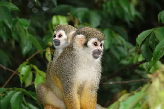 Suriname apen