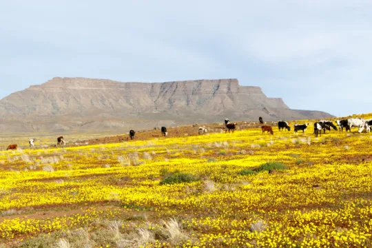 Karoo Zuid-Afrika