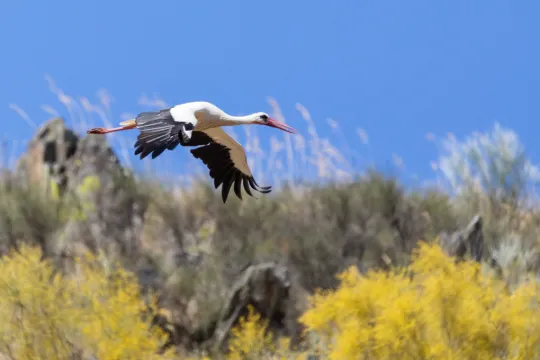 Extremadura vogels