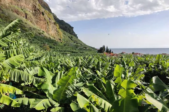 Route door bananenbladeren op Madeira.
